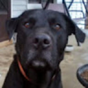 Meet your Posher, Billy